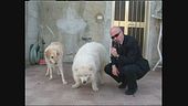 BERRY: Aggiornamento sui cani rumorosi