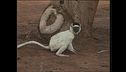Ep. 3 - Isole Cook-Cuba-Brasile-Nepal-Madagascar