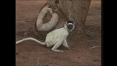 Ep. 3 - Isole Cook-Cuba-Brasile-Nepal-Madagascar