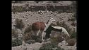 Ep. 6 - Argentina-Isole Cook-Perù-Nepal-Vietnam