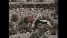 Ep. 6 - Argentina-Isole Cook-Perù-Nepal-Vietnam