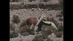 Ep. 6 - Argentina-Isole Cook-Perù-Nepal-Vietnam