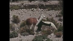 Ep. 6 - Argentina-Isole Cook-Perù-Nepal-Vietnam