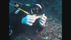 BERRY: Datteri di mare