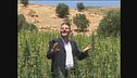 GOLIA: Cannabis in Marocco