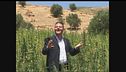 GOLIA: Cannabis in Marocco