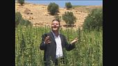 GOLIA: Cannabis in Marocco