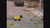 Il bassotto e Stefania indagano a Castellamare del Golfo