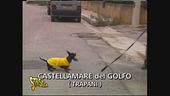 Il bassotto e Stefania indagano a Castellamare del Golfo