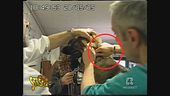 Tv e bufale "canine"