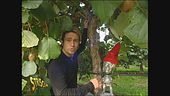 Gongolo al Kiwi