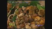 I funghi di Vissani