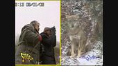 Avvistamento di lupi