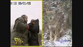Avvistamento di lupi