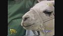 Il lama finisce in Tibet