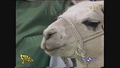 Il lama finisce in Tibet