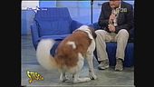 Il graffio