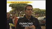 La pineta di Fiumicino