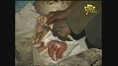 Magagne italiche