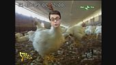 E la carne di pollo diventa ovina