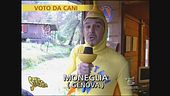Voto da cani