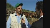 VIVIANI: Cavalli sequestrati