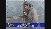 Mucche maltrattate