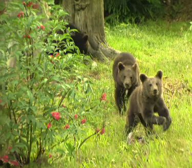 Life ursus