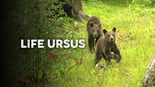 Life ursus