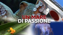 Un mare di passione