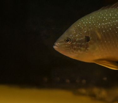 Un pesce fuor d'acqua