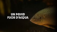Un pesce fuor d'acqua