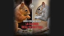 Grigi contro rossi - La guerra degli scoiattoli
