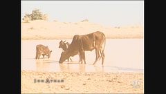 Croisiere Noire - Parte 2