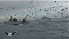 Il pescato del Golfo di La Spezia