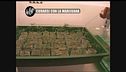 GOLIA: Curarsi con la marijuana