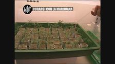 GOLIA: Curarsi con la marijuana
