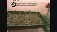 GOLIA: Curarsi con la marijuana