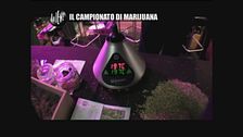 VIVIANI: Il campionato di marijuana