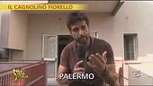 Il cucciolo Fiorello