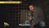 Alunni a quattro zampe
