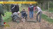 Mercato illegale di cardellini