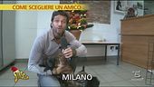 Per chi desidera un cane
