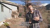 Il fratello degli animali