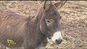 Animali maltrattati