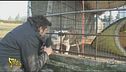 Cane in difficoltà