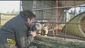 Cane in difficoltà