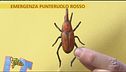 Punteruolo rosso