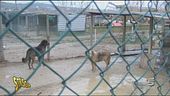 Canile alluvionato