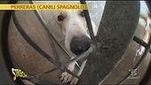 Reportage sui canili spagnoli